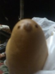 �����̂ЁE��E��(��)