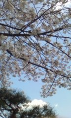 ���F�̋���